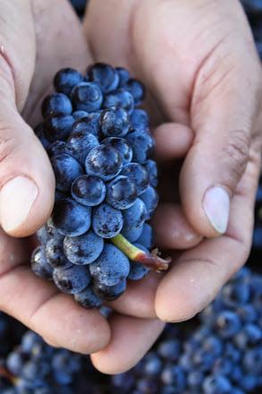 The Perfectly Ripe Grape Cluster